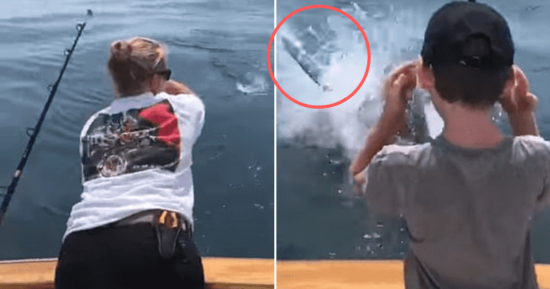 Terrifying video shows great white shark leap out of water to snatch family's fish catch, slap boat with tail off Cape Cod