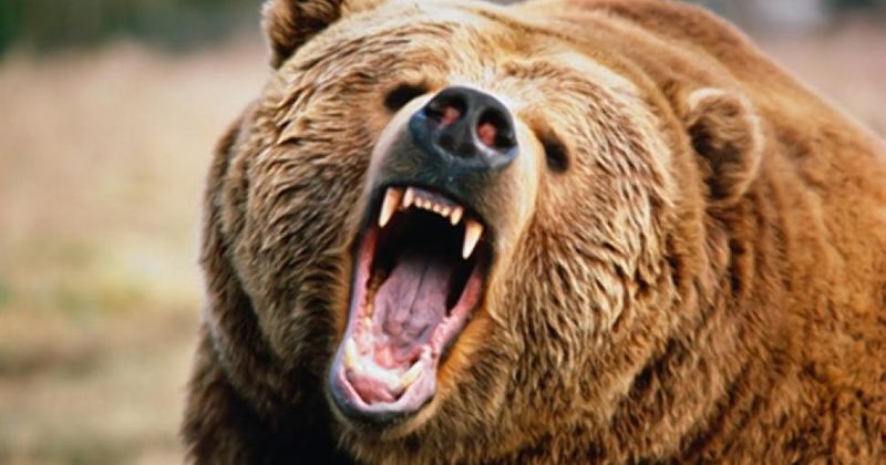 Bear grabs woman through fence, bites into her arm and refuses to release her during safari tour at wildlife resort