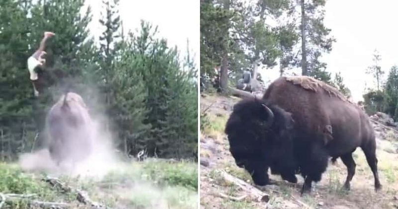 One-ton bison attacks 9-year-old girl, tosses her 10ft in the air as terrified family runs for cover at Yellowstone National Park