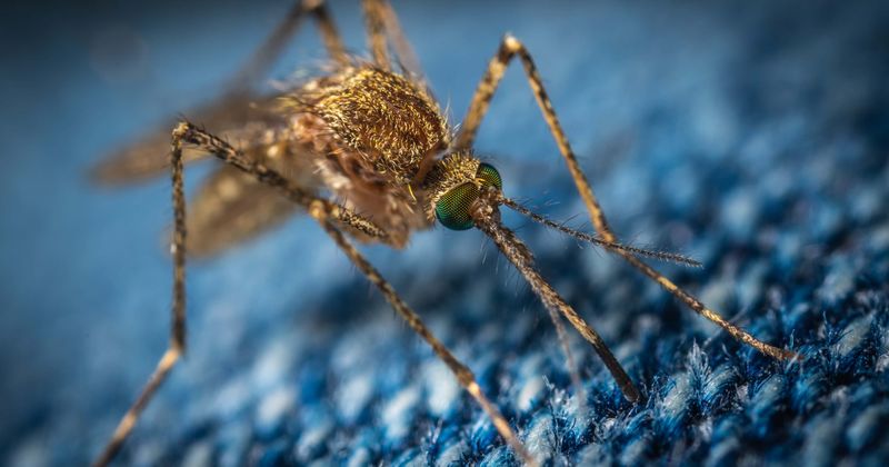 Mosquitoes carrying West Nile Virus detected in New York City, Health Department issues warning