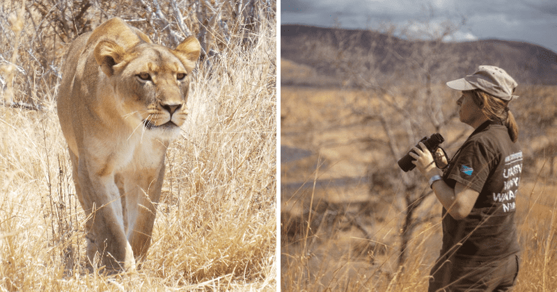 The Lion King is dying: Conservation funding stagnates as clock ticks down on saving the king of the jungle