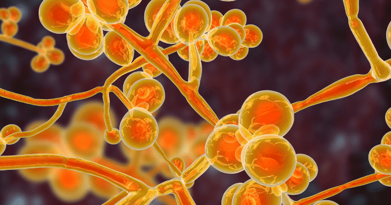 Deadly fungal infection may have emerged due to global warming, cases reported from over 30 countries