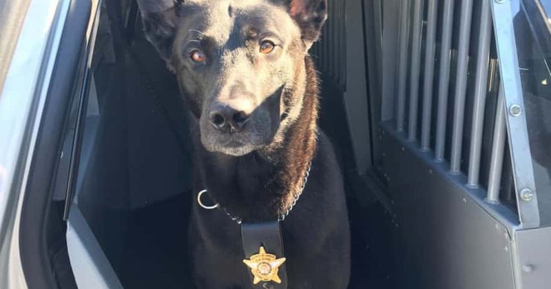 Georgia deputy shoots dead police dog that bit into him instead of on-the-run suspect