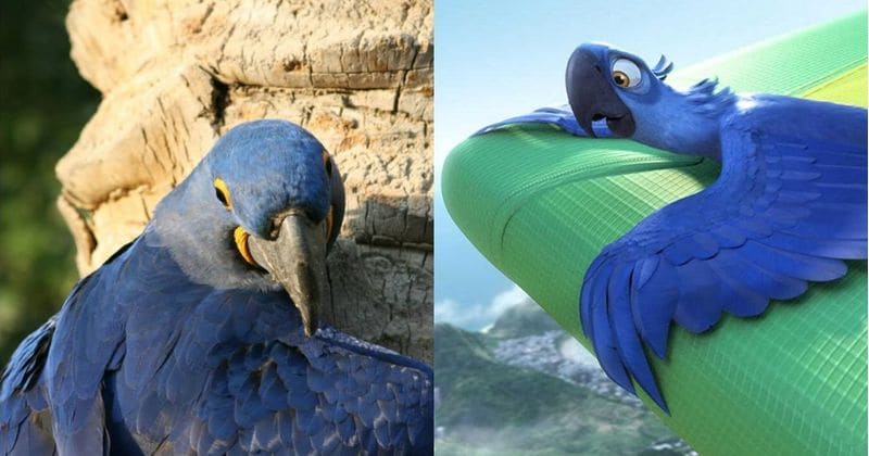 "Blu" species from 'Rio' probably extinct in the wild: Study