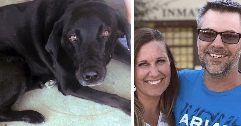 Finding Lucy, a black Lab, saves man from sex-crime conviction and 50 years behind bars