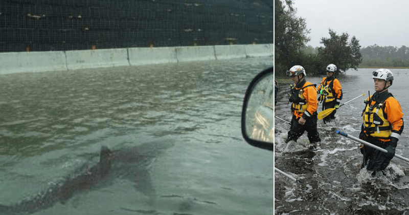 Hurricane Florence Sharkando? Photo showing shark swimming on flooded highway reemerges but it's FAKE