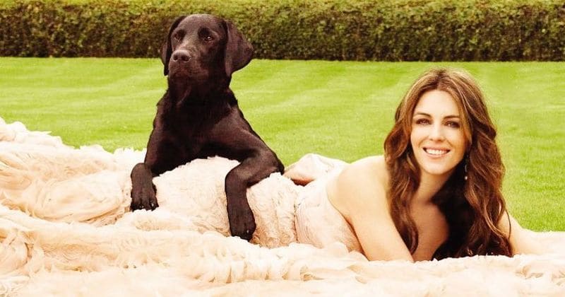 Amazon agrees to pay £2,000 after company's speeding driver runs over Elizabeth Hurley's two-year-old dog