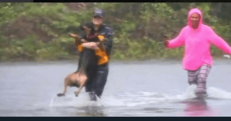 Reporter stops live stream to help rescue dog trapped in Hurricane Florence flooding