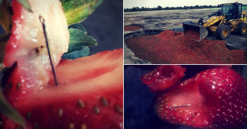 Australia's strawberry industry comes to a standstill after several cases of needles found in fruits