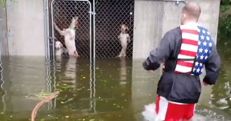 Six dogs abandoned by owners found drowning in locked cage as Hurricane Florence floodwaters rise around them