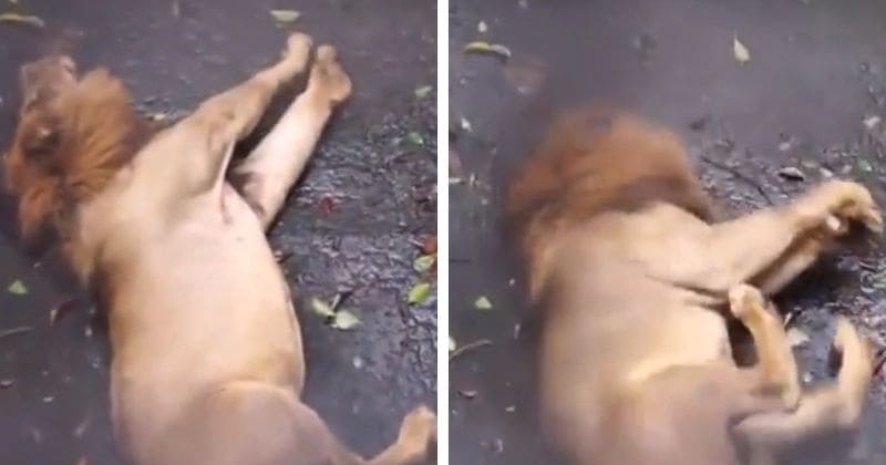 Malnourished lion suffers a seizure, shakes violently inside zoo cage in front of horrified visitors