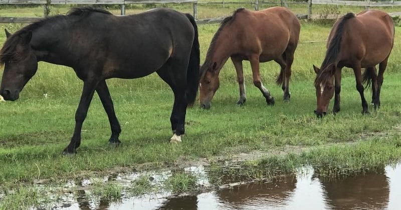 'They sensed bad weather coming': Hundreds of wild horses escaped Hurricane Florence unscathed while humans were still preparing to evacuate