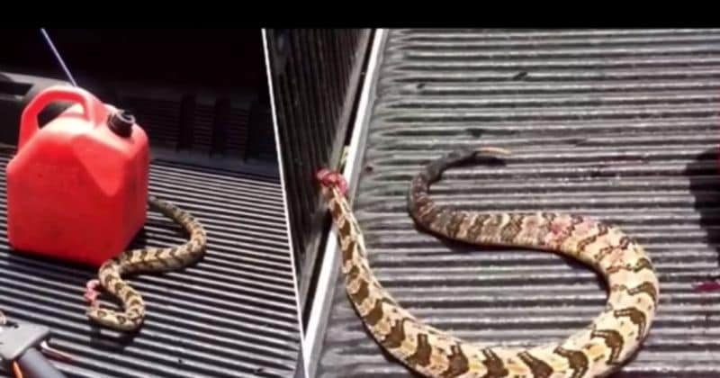 Dead, headless snake "comes back to life" to lunge at his killer