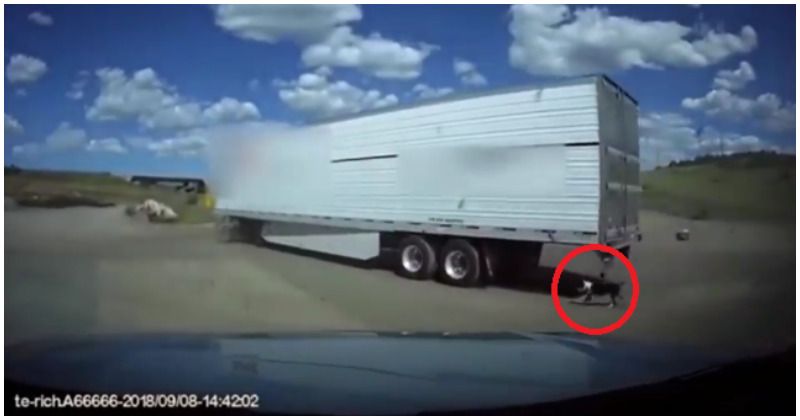 Truck drives away with helpless dog still leashed at the back and desperately trying to keep pace