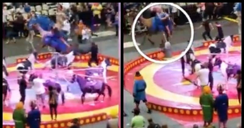 'Spooked' camel runs amok at circus leaving six children and a woman injured
