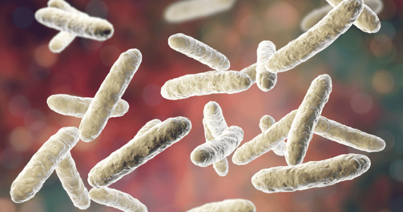 In a first, researchers identify a class of bacteria that protects from obesity, metabolic disorders