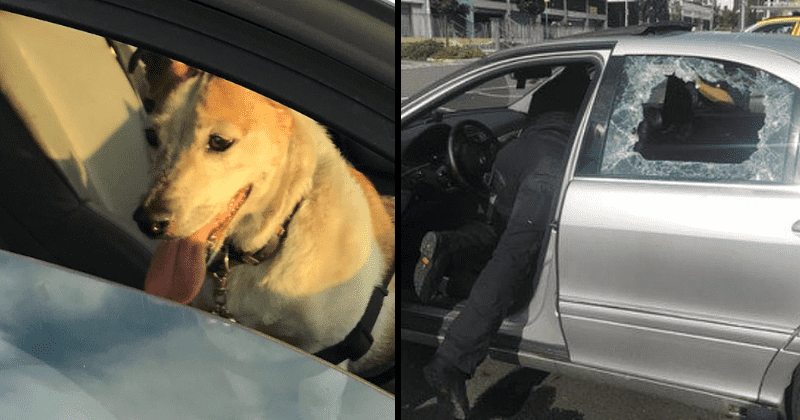 Police dog rescue a 'smash hit' as owners leave pets in locked-up cars in sweltering heat