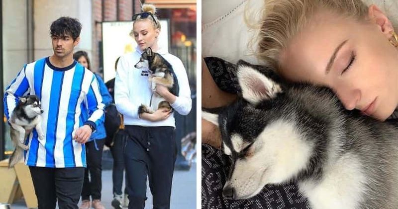 Joe Jonas and Sophie Turner's puppy Waldo dies after it was struck by a car on the streets of NYC