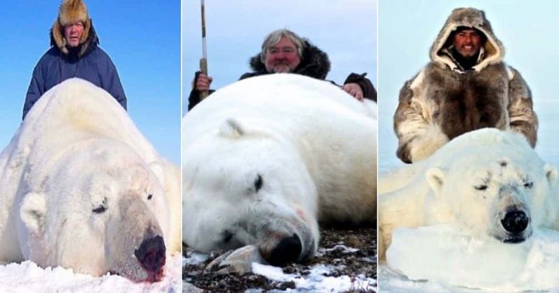 Polar bear trophy hunters pose with bloodied animals in advertisement for firms offering $44,000 trips to the Arctic for a hunt