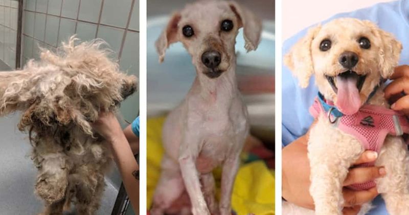 Poodle with 'thickly matted fur full of fecal matter and bacteria' gets unbelievable makeover before getting adopted: 'He was a different dog'