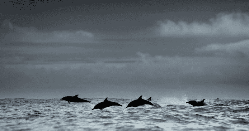 Climate change affecting the way marine animals behave by damaging their senses, claims study