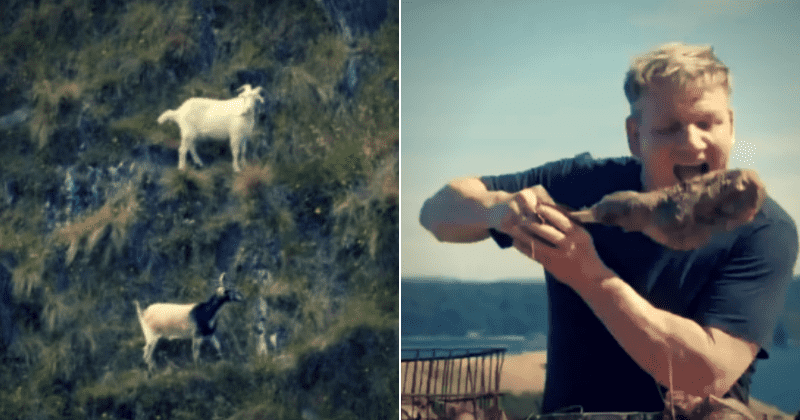 Gordon Ramsay slammed for shooting dead mountain goat, cooking it for three hours and eating it: 'Shame on you'