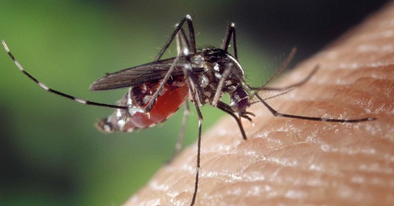 West Nile Virus and EEEV: How to protect yourself from the potentially deadly viruses that cause brain swelling
