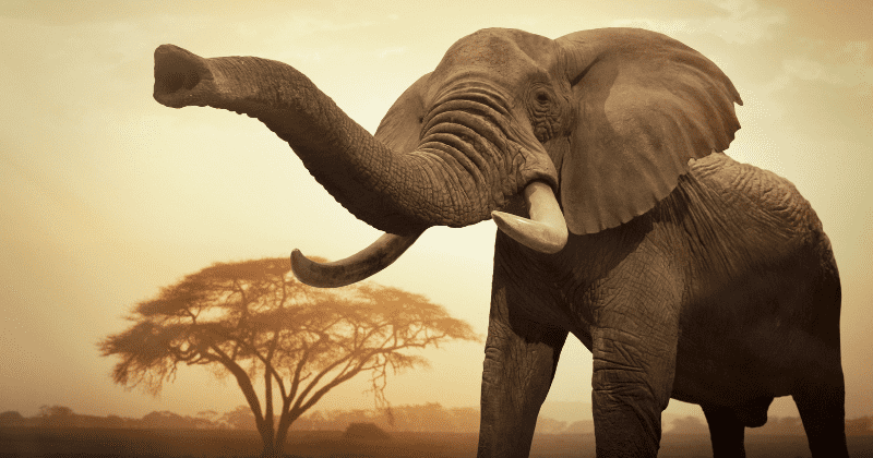 Elephants face a jumbo threat as ivory poaching rides on ten-fold rise in prices after trade ban