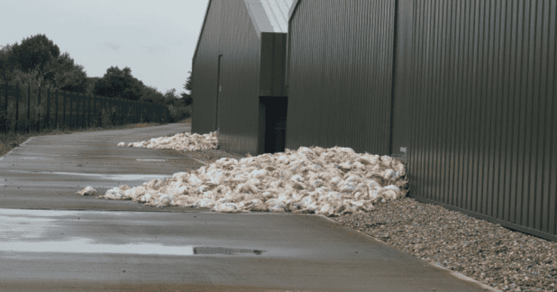 Thousands of chickens 'baked' to death on 'hottest day' in UK, farm blames freak weather