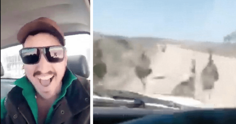 Cop's son mows down 10 emus with his car, begs ex-girlfriend not to reveal his identity after video goes viral
