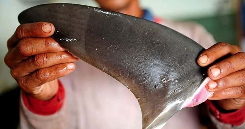 Shark fin soup: US restaurants defy ban by churning out dish steeped in cruelty even as the predators continue to be decimated