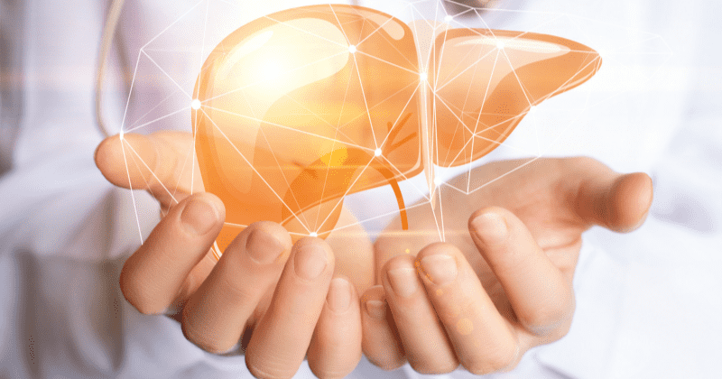 Health breakthrough: Mini human livers grown in labs could bring hope to hundreds of thousands suffering fatal liver disease