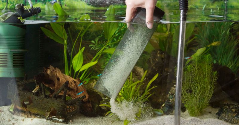 Family poisoned by world's second-deadliest toxin from coral in fish tank may have died had they gone to sleep