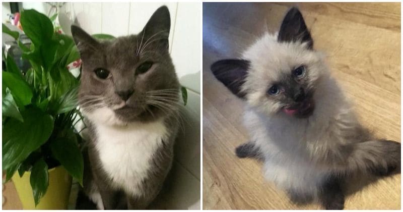 DNA evidence nails notorious 'cat serial killer', the problem is there's more than one culprit!
