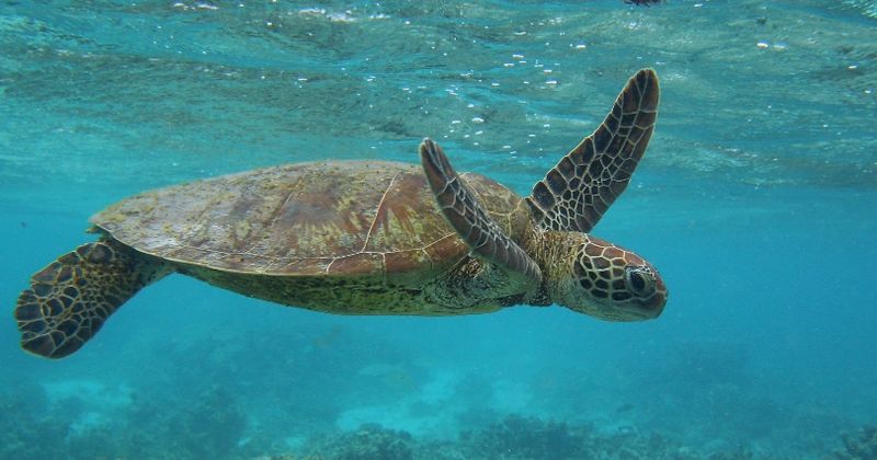 Doctors extract dead turtle from woman's vagina after she complains of a stomach ache; police probe sexual assault angle