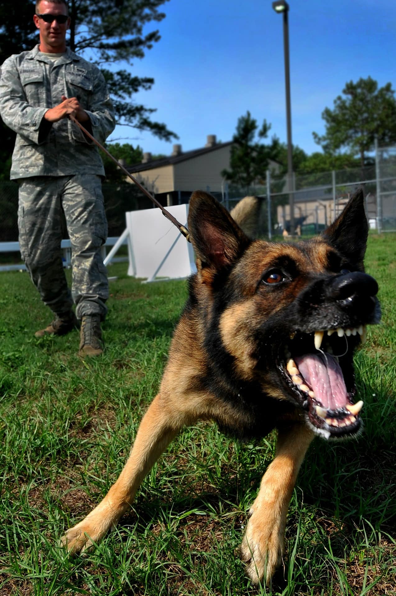 Sgt. Yates said that he had been shocked to find out that the dog had broken free of his handler's hold and attacked the pensioner again (Source: Not pictured/Pixabay)