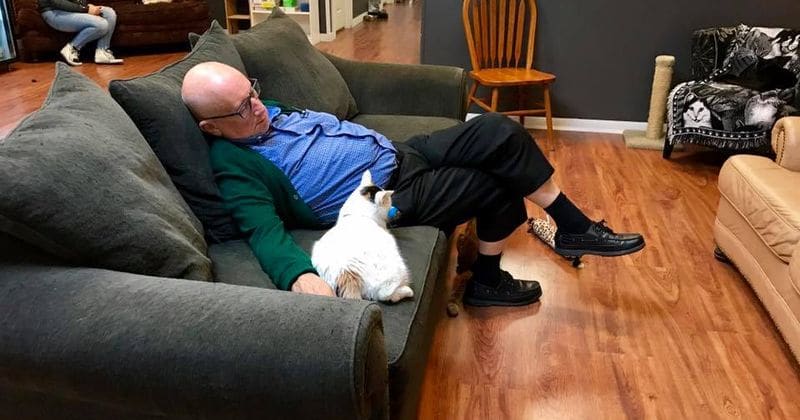 75-year-old 'cat-napper' raises over $30,000 by cuddling with cats on couches