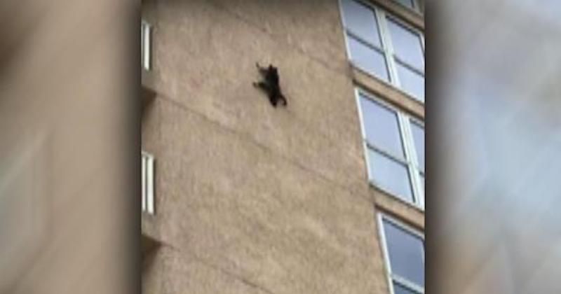 Daredevil raccoon scales 10 stories of a building before launching into the air: Watch