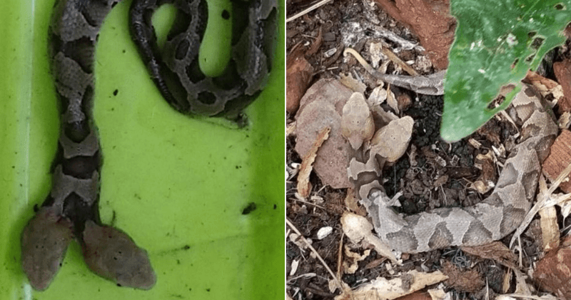'Extremely rare' two-headed copperhead snake discovered by Virginia woman in her backyard