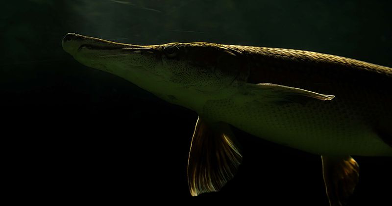 Earth’s biggest creatures on the brink of extinction as freshwater animals decline by 88%