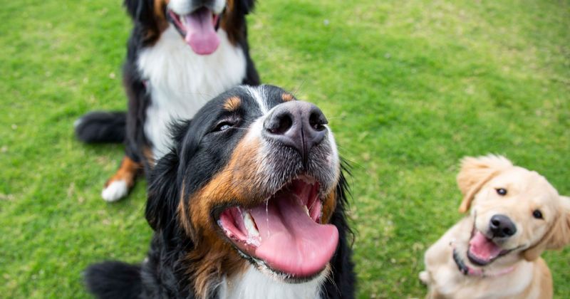 Eight pet dogs die after eating poisoned meat that was deliberately scattered around popular park