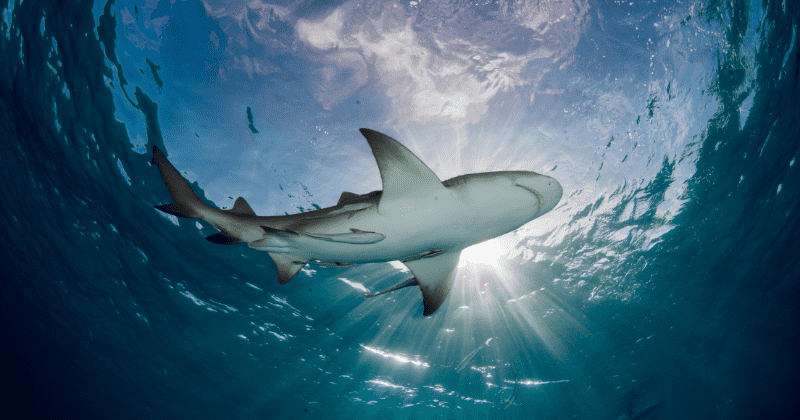 Species Wars: Sharks are now significantly smaller and rarer in areas closer to human population
