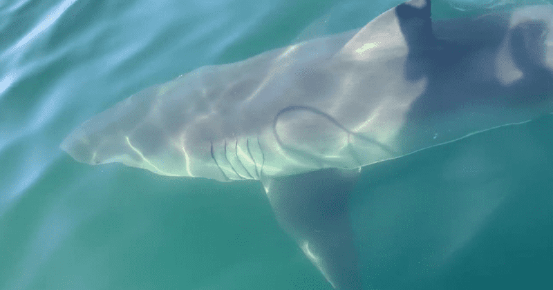 The 'unreal' moment a 17-foot great white shark brushes up against a family's boat in Cape Cod