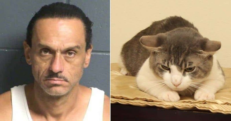 New Mexico man forcibly fed meth to pet cat, squeezed and strangled feline until it cried out, say police