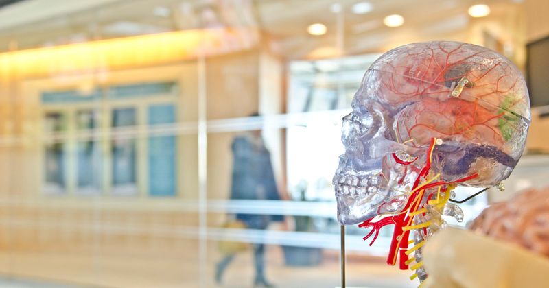 NYU Winthrop Hospital doctors' quest to find Alzheimer's cure gets boost with plans to re-engineer human cells