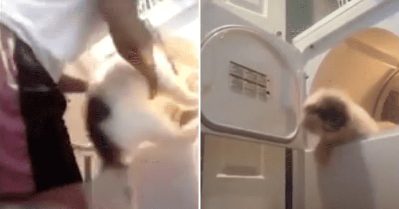 Texas girl shoves terrified dog into clothes dryer and laughs hysterically as she turns on the machine; cops ID the teen and launch probe