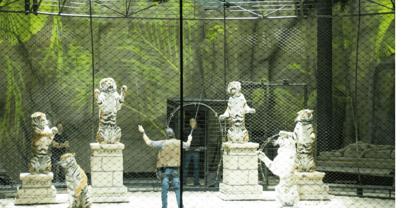 From circus-like shows to wildlife selfies, animals are routinely abused and exploited at zoos, aquariums for entertainment