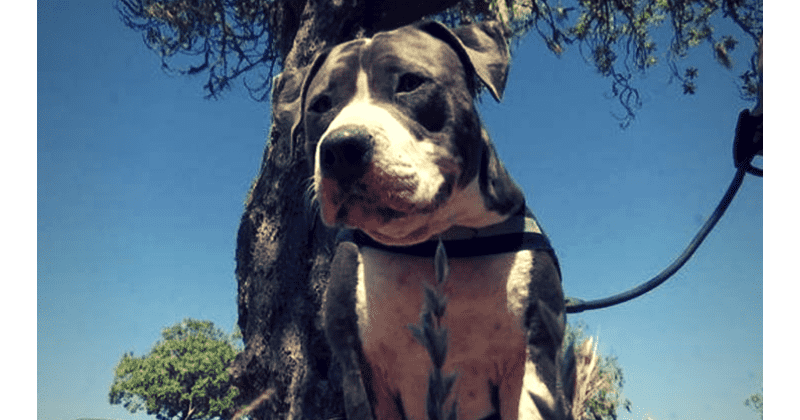 Brave pit bull fights off 6-foot shark to save owner after predator bites man’s leg on California beach