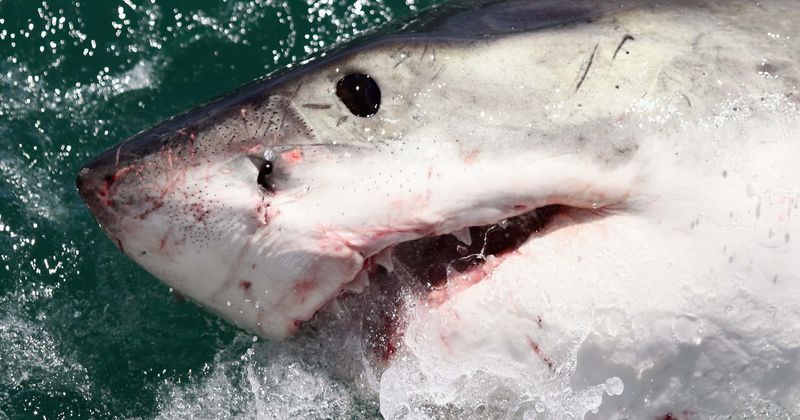 'Large' great white shark bites fishing boat after crew get close to whale carcass it was feeding on