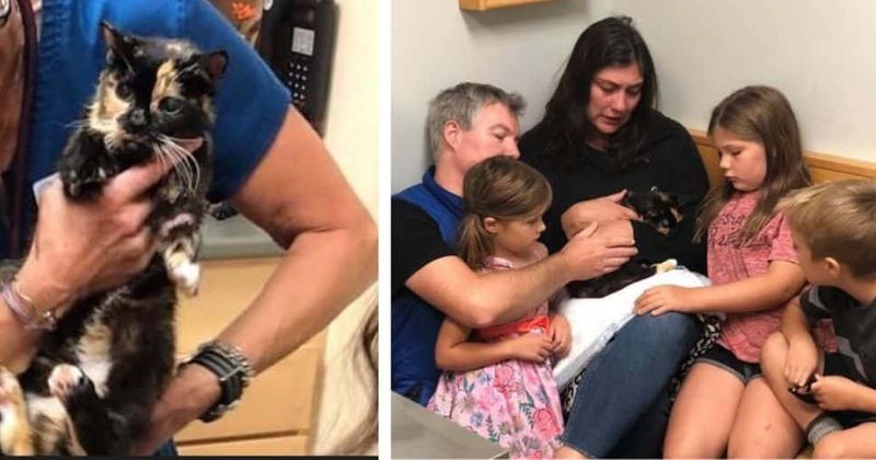 Cat who vanished 10 years ago from Maine home returns back in ailing state to die amidst her family